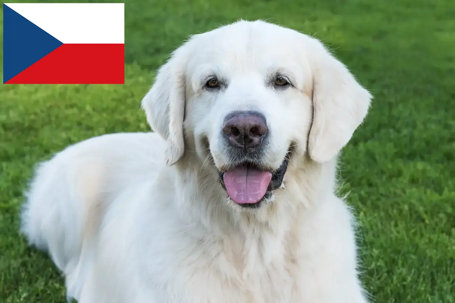 Slovensky Cuvac hvalpe og opdrættere Tjekkiet Her kan du finde Slovensky Cuvacs opdrættere i Tjekkiet.