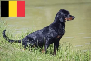 Read more about the article Slovenský kopov opdrættere og hvalpe i Belgien