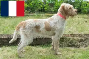 Read more about the article Spinone Italiano opdrættere og hvalpe i Frankrig