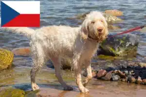 Read more about the article Spinone Italiano opdrættere og hvalpe i Tjekkiet