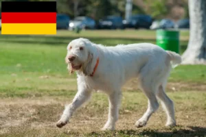 Read more about the article Spinone Italiano opdrættere og hvalpe i Tyskland