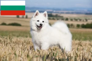Read more about the article Spitz-opdrættere og hvalpe i Bulgarien