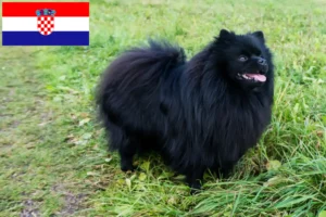 Read more about the article Spitz-opdrættere og hvalpe i Kroatien