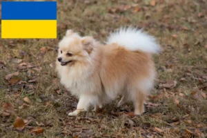 Read more about the article Spitz-opdrættere og hvalpe i Ukraine