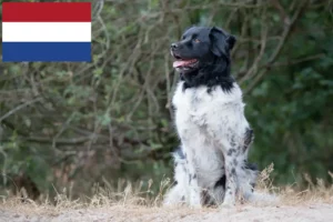 Read more about the article Stabij-opdrættere og hvalpe i Holland