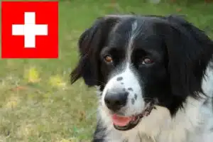Read more about the article Stabij-opdrættere og hvalpe i Schweiz