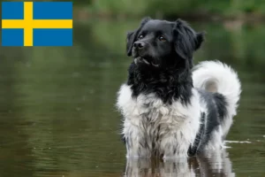 Read more about the article Stabij-opdrættere og hvalpe i Sverige