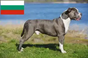 Read more about the article Staffordshire Bull Terrier opdrættere og hvalpe i Bulgarien