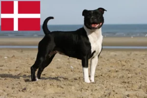 Read more about the article Staffordshire Bull Terrier opdrættere og hvalpe i Danmark
