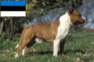 Read more about the article Staffordshire Bull Terrier opdrættere og hvalpe i Estland