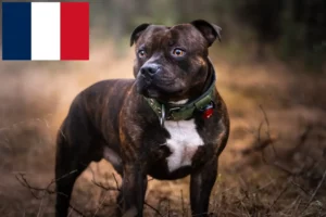 Read more about the article Staffordshire Bull Terrier opdrættere og hvalpe i Frankrig