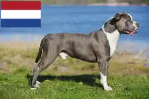 Read more about the article Staffordshire Bull Terrier opdrættere og hvalpe i Holland