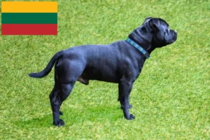 Read more about the article Staffordshire Bull Terrier opdrættere og hvalpe i Litauen