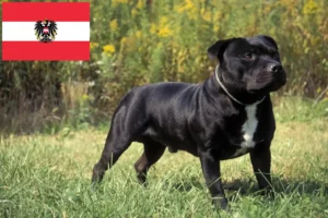 Read more about the article Staffordshire Bull Terrier opdrættere og hvalpe i Østrig