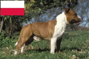 Read more about the article Staffordshire Bull Terrier opdrættere og hvalpe i Polen
