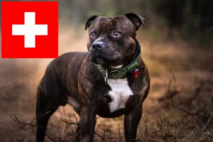 Read more about the article Staffordshire Bull Terrier opdrættere og hvalpe i Schweiz