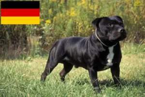 Read more about the article Staffordshire Bull Terrier opdrættere og hvalpe i Tyskland