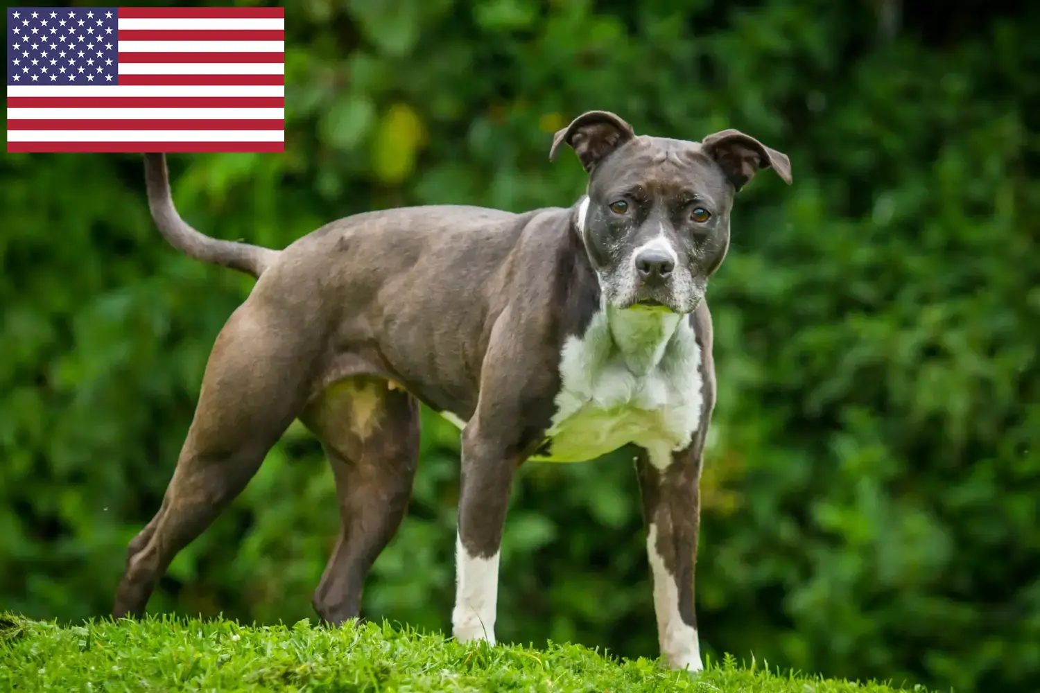 Staffordshire Bull Terrier hvalpe og opdrættere USA Her kan du finde opdrættere af Staffordshire Bull Terrier i USA.
