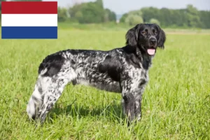 Read more about the article Stor Münsterländer-opdrætter og hvalpe i Holland