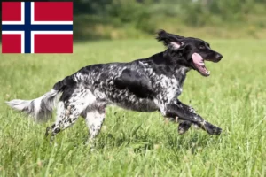 Read more about the article Stor Münsterländer-opdrætter og hvalpe i Norge