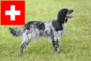 Read more about the article Stor Münsterländer-opdrætter og hvalpe i Schweiz