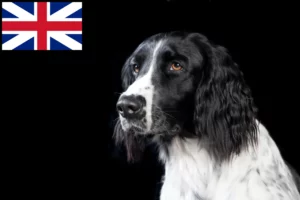 Read more about the article Stor Münsterländer-opdrætter og hvalpe i Storbritannien