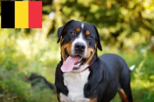 Read more about the article Opdrætter af Great Swiss Mountain Dog og hvalpe i Belgien