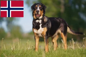 Read more about the article Opdrætter af Great Swiss Mountain Dog og hvalpe i Norge