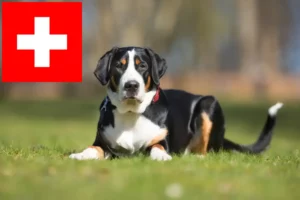 Read more about the article Opdrætter af store schweiziske bjerghunde og hvalpe i Schweiz