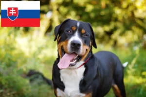 Read more about the article Stor schweizisk bjerghund opdrætter og hvalpe i Slovakiet