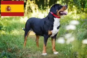 Read more about the article Opdrætter af store schweiziske bjerghunde og hvalpe i Spanien