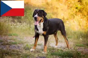 Read more about the article Opdrætter af Great Swiss Mountain Dog og hvalpe i Tjekkiet