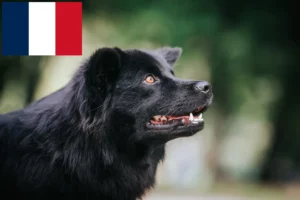 Read more about the article Opdrættere og hvalpe af Svensk Lapphund i Frankrig