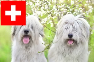 Read more about the article Sydrussisk Ovtcharka-opdrætter og hvalpe i Schweiz