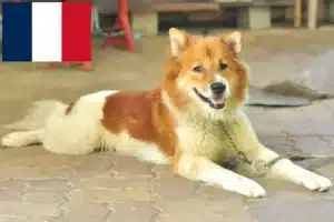 Read more about the article Thai Bangkaew hundeopdrættere og hvalpe i Frankrig