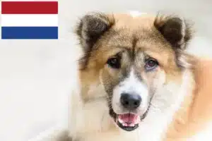 Read more about the article Thai Bangkaew Hundeopdrættere og hvalpe i Holland