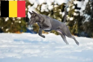 Read more about the article Thai Ridgeback-opdrættere og hvalpe i Belgien