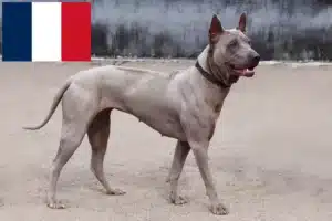 Read more about the article Thai Ridgeback-opdrættere og hvalpe i Frankrig
