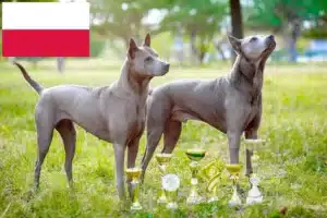 Read more about the article Thai Ridgeback-opdrættere og hvalpe i Polen