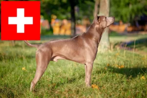 Read more about the article Thai Ridgeback opdrættere og hvalpe i Schweiz