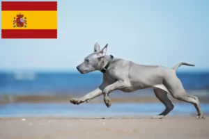 Read more about the article Thai Ridgeback-opdrættere og hvalpe i Spanien