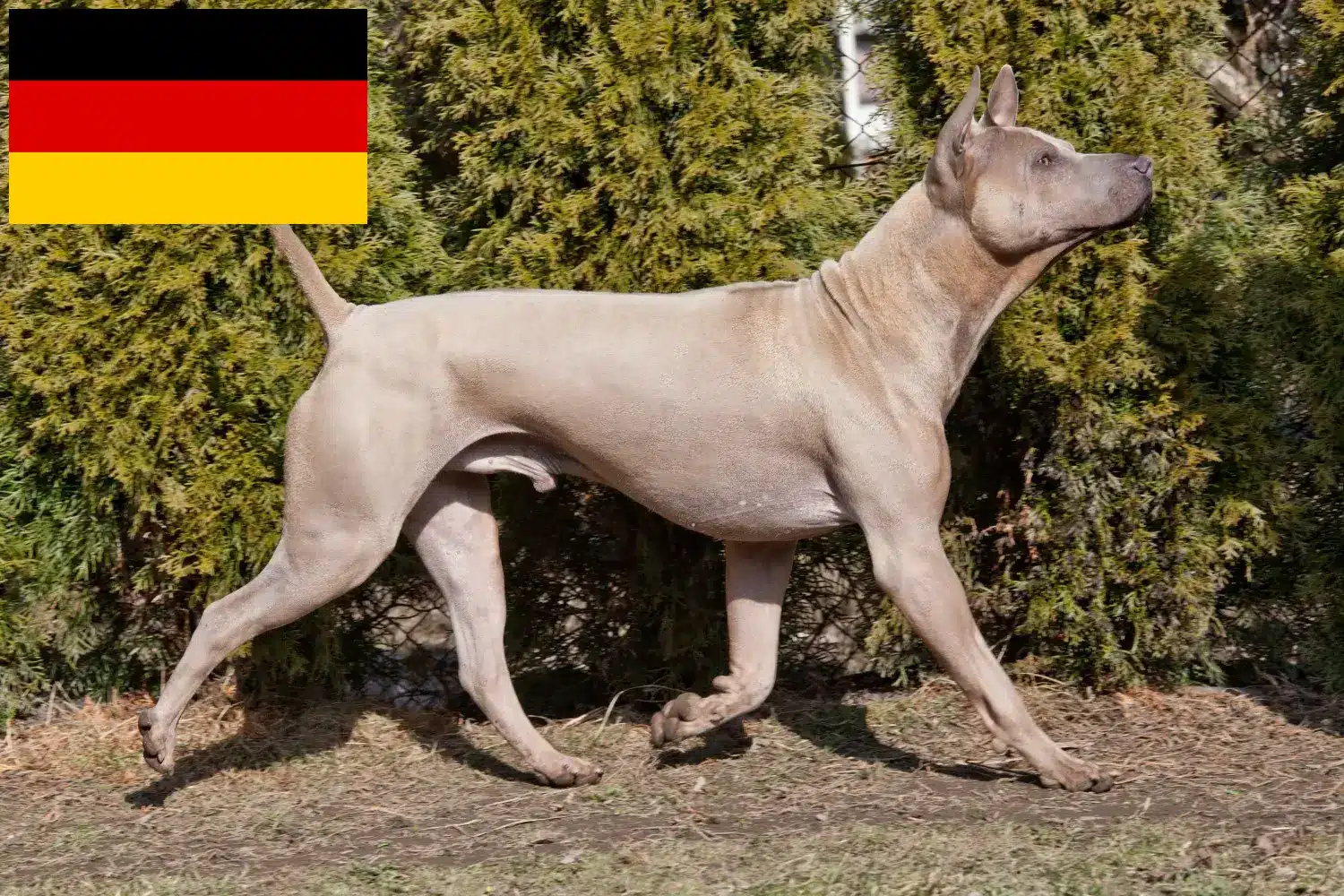 Read more about the article Thai Ridgeback-opdrættere og hvalpe i Tyskland