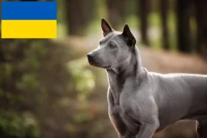 Read more about the article Thai Ridgeback opdrættere og hvalpe i Ukraine