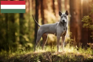 Read more about the article Thai Ridgeback-opdrættere og hvalpe i Ungarn
