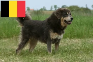 Read more about the article Tibetansk hundeopdrætter og hvalpe i Belgien