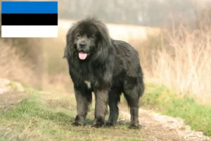 Read more about the article Tibetansk hundeopdrætter og hvalpe i Estland