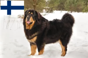Read more about the article Tibetansk hundeopdrætter og hvalpe i Finland