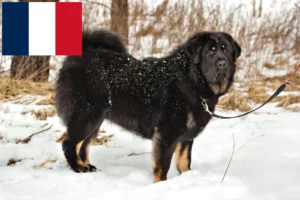 Read more about the article Opdrættere og hvalpe af tibetansk mastiff i Frankrig