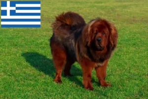 Read more about the article Tibetansk hundeopdrætter og hvalpe i Grækenland