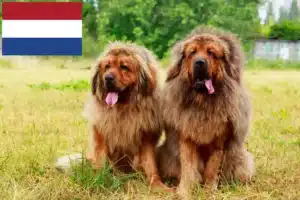 Read more about the article Opdrættere af tibetanske mastiffer og hvalpe i Holland